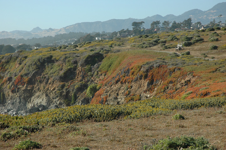 Cambria and Cayucos 076.jpg